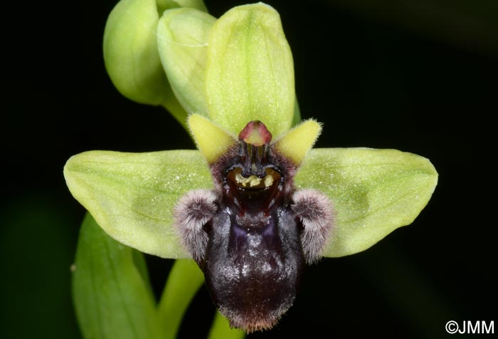 Ophrys bombyliflora