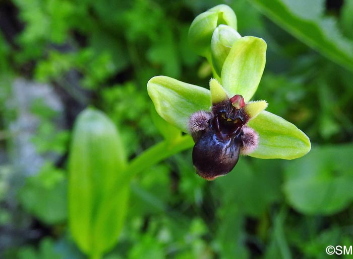 Ophrys bombyliflora