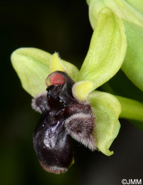 Ophrys bombyliflora