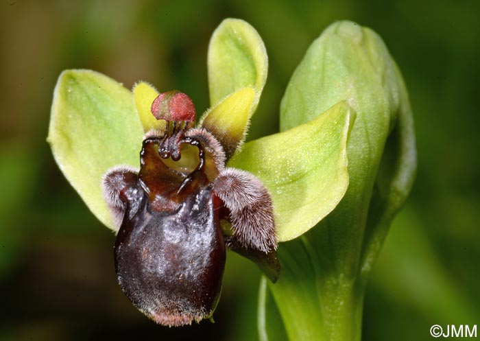 Ophrys bombyliflora