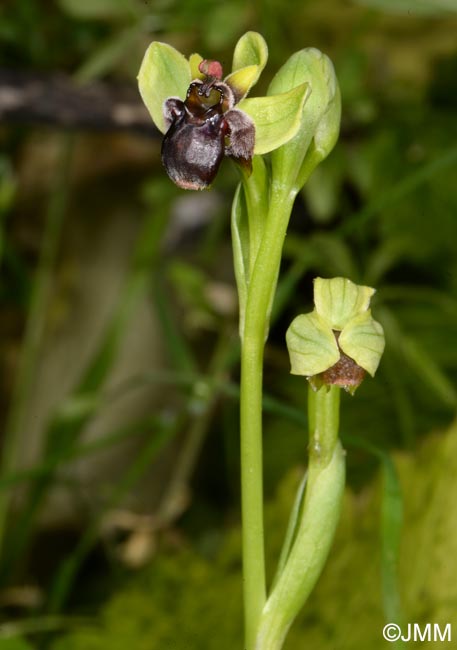 Ophrys bombyliflora