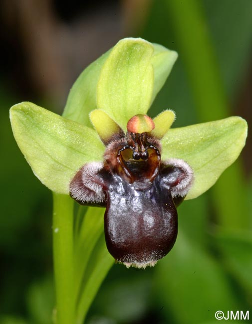 Ophrys bombyliflora