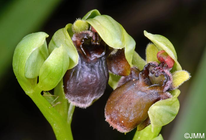 Ophrys bombyliflora