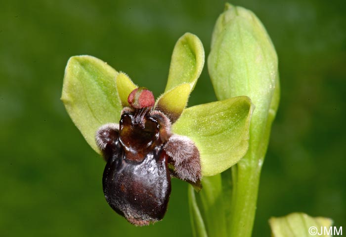 Ophrys bombyliflora