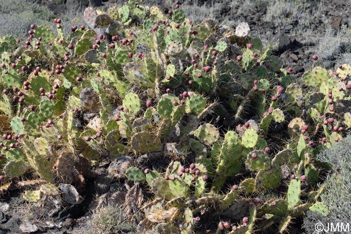 Opuntia dillenii