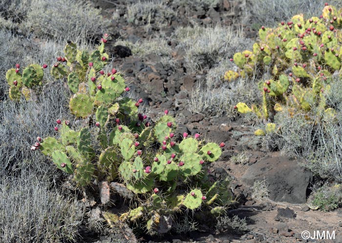 Opuntia dillenii