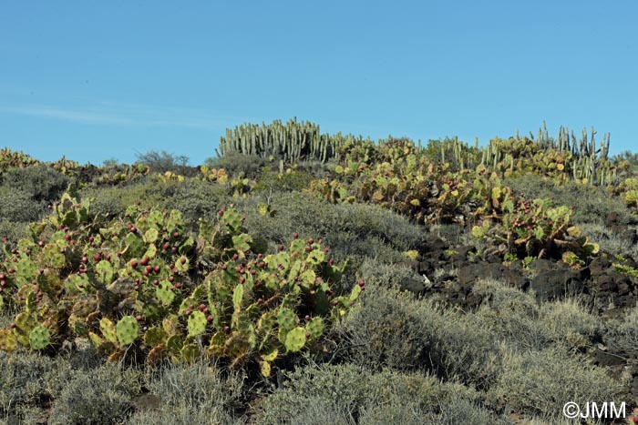 Opuntia dillenii & Euphorbia canariensis