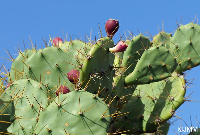 Opuntia dillenii