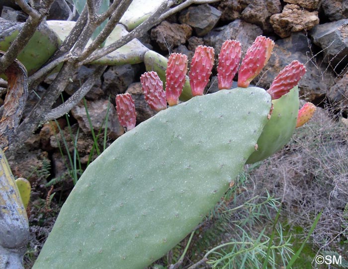 Opuntia maxima