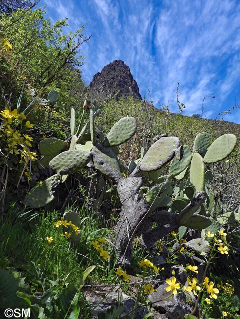 Opuntia maxima & Ranunculus cortusifolius