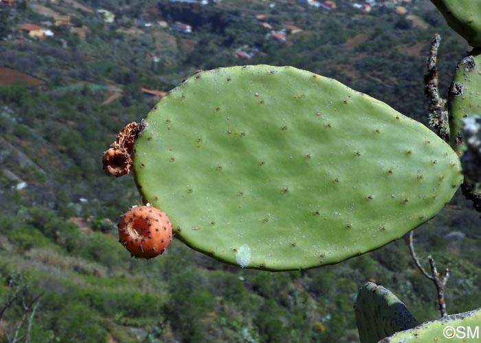 Opuntia maxima