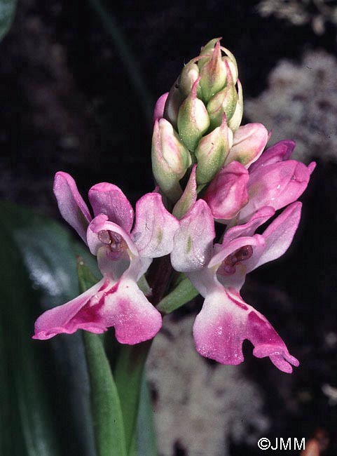 Orchis canariensis