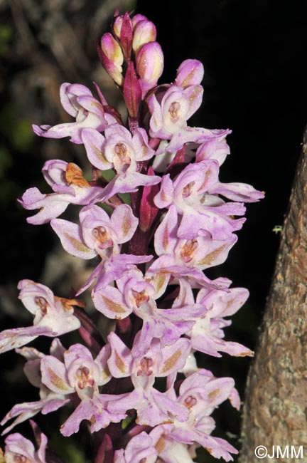 Orchis canariensis