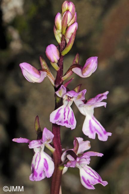 Orchis canariensis