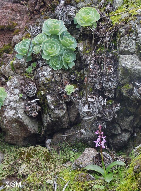 Orchis canariensis & Greenovia aurea