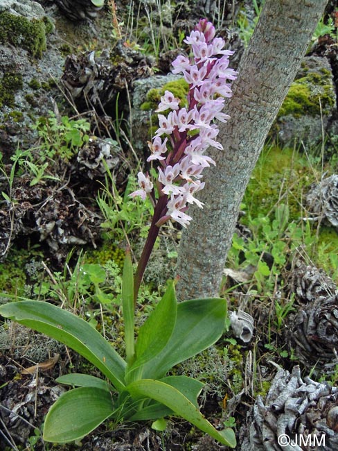 Orchis canariensis