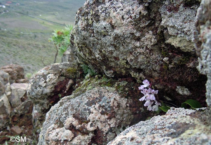 Orchis canariensis