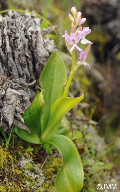 Orchis canariensis