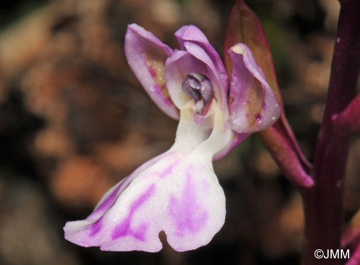 Orchis canariensis