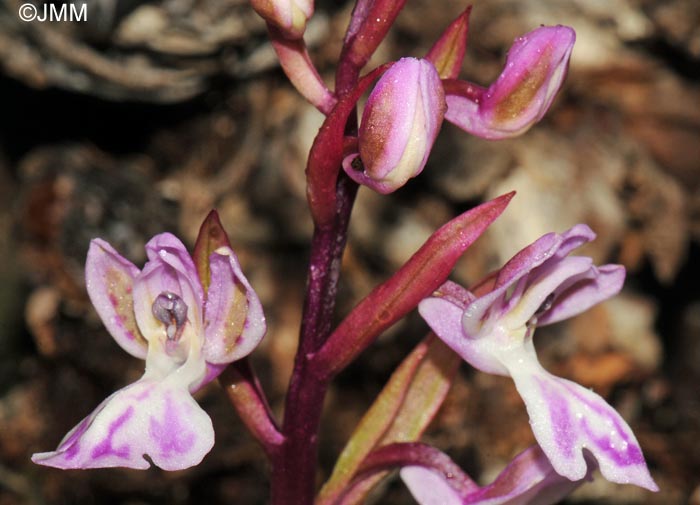 Orchis canariensis