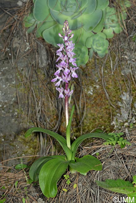 Orchis canariensis & Greenovia aurea