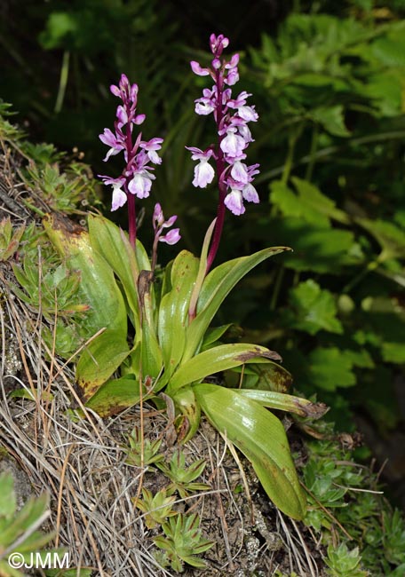 Aeonium simsii & Orchis canariensis