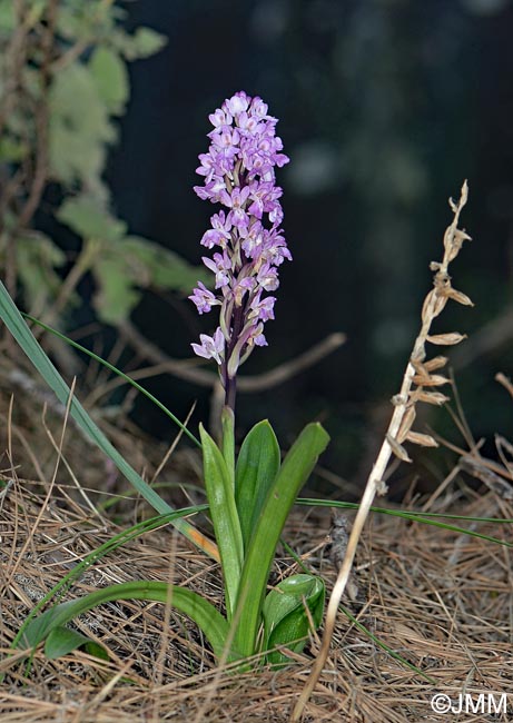 Orchis canariensis