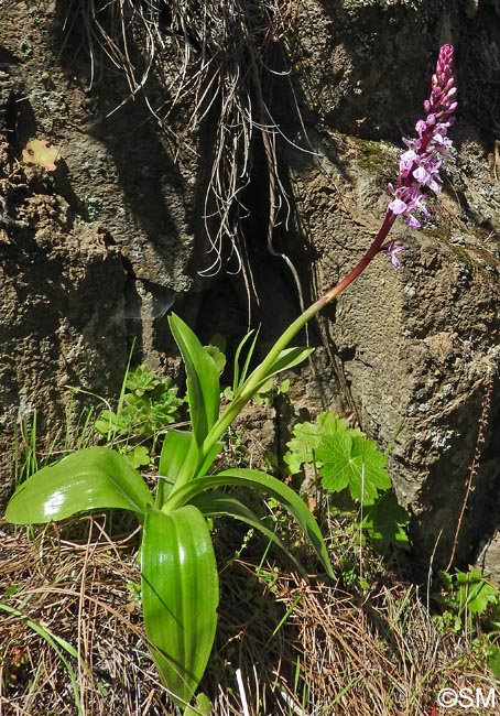 Orchis canariensis