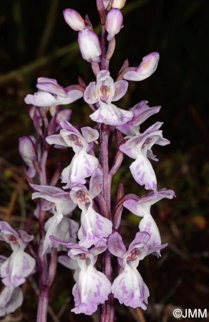 Orchis canariensis