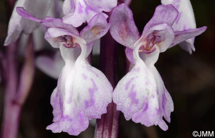 Orchis canariensis