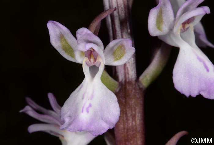 Orchis canariensis