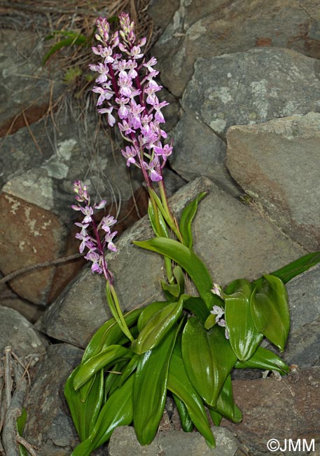 Orchis canariensis