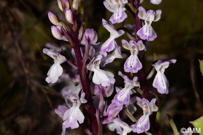 Orchis canariensis