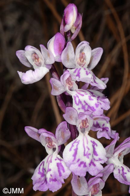 Orchis canariensis