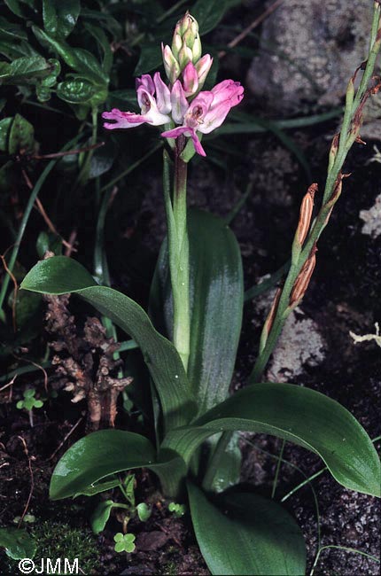 Orchis canariensis et Habenaria tridactylites