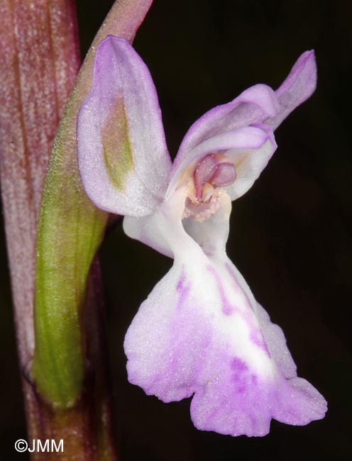 Orchis canariensis