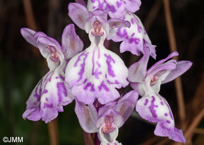 Orchis canariensis