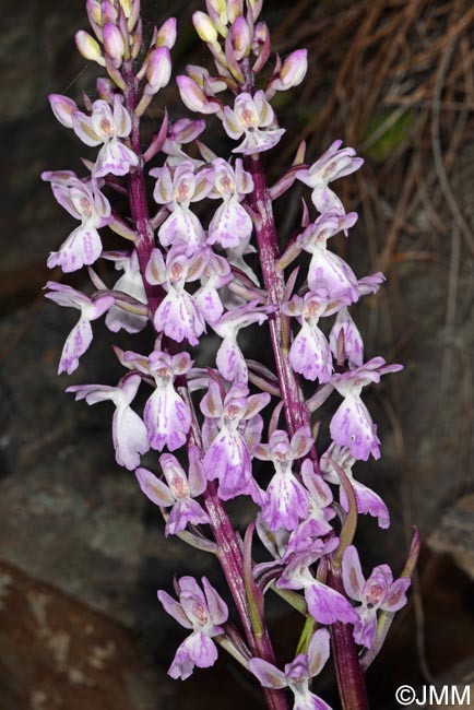 Orchis canariensis