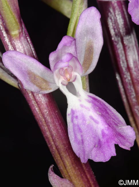 Orchis canariensis