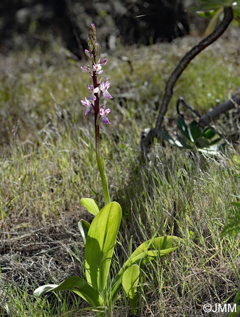 Orchis canariensis