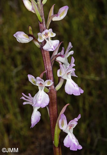 Orchis canariensis