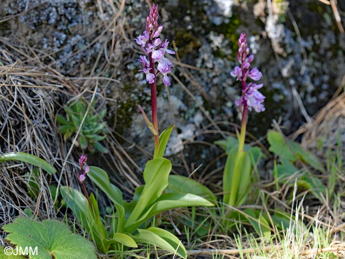 Orchis canariensis