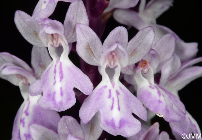 Orchis canariensis