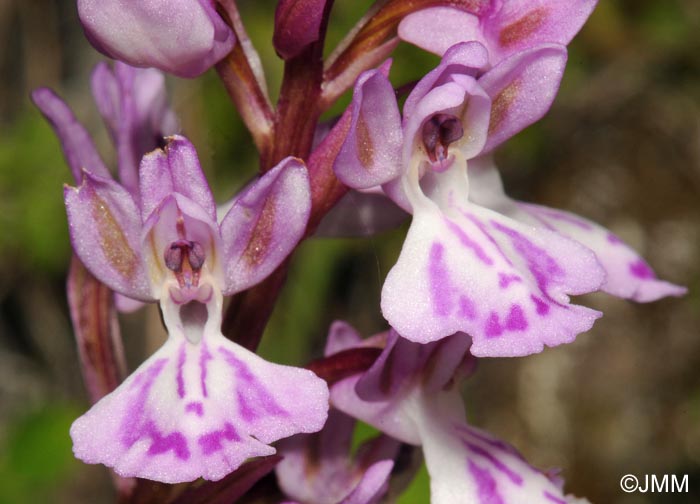 Orchis canariensis