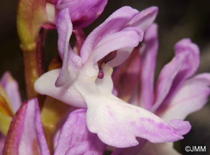 Orchis canariensis