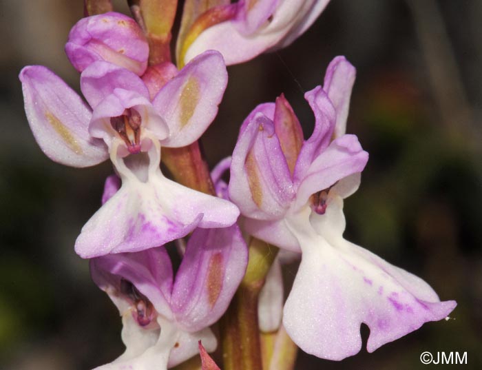 Orchis canariensis