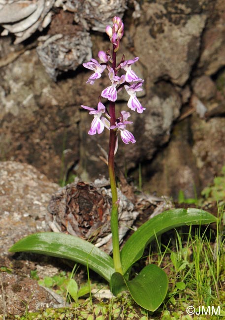 Orchis canariensis