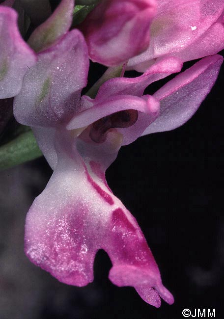 Orchis canariensis