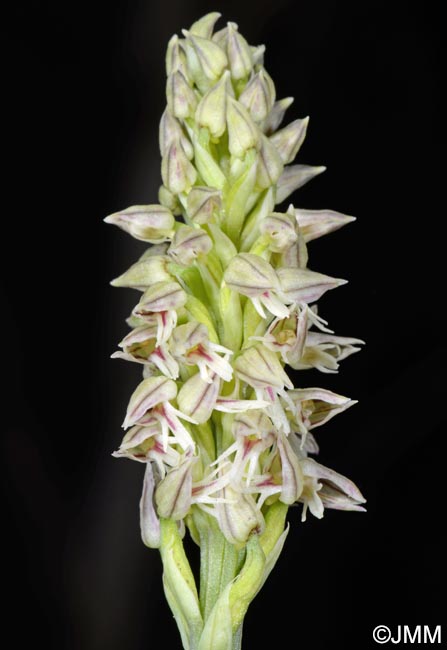 Orchis intacta = Neotinea maculata