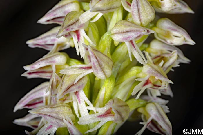 Orchis intacta = Neotinea maculata